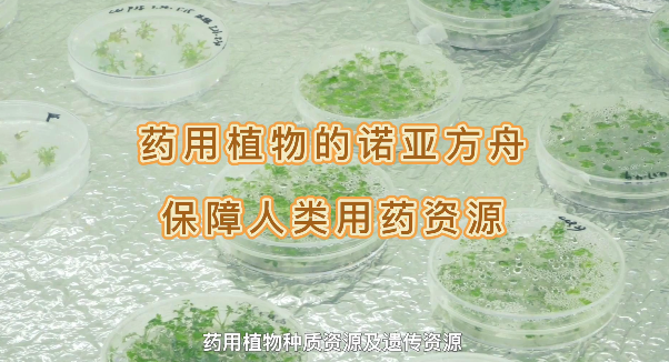 ҩ��ֲ���ŵ�Ƿ�������������ҩ����Դ