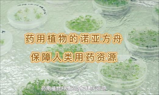 ����ҩ��ֲ���ŵ�Ƿ�������Ȼ���١������˻�����Ҳ�æ�ҩû��