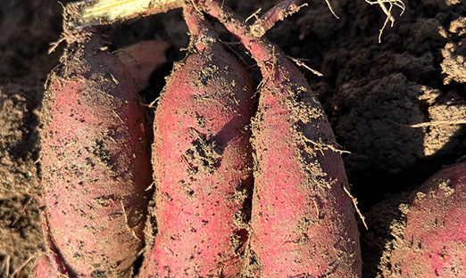 �����ٷ���ҳ��������ϸ������ӭ�״η���